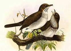 White-necked Thrush