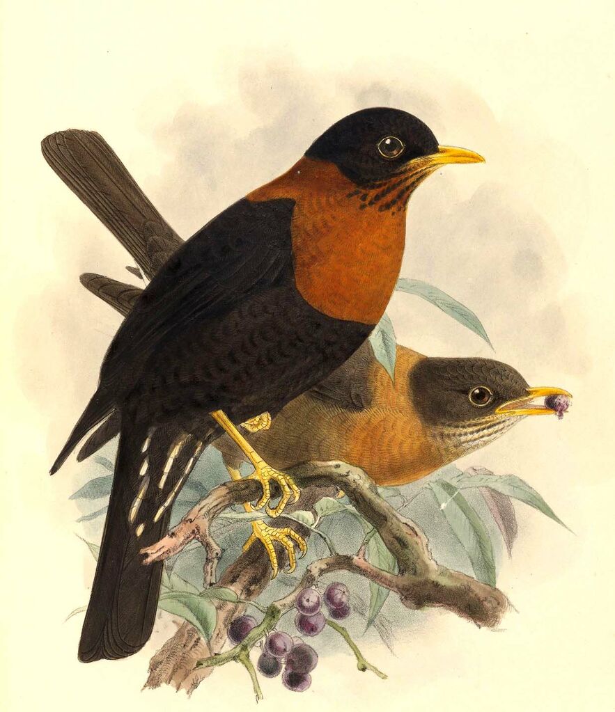 Rufous-collared Thrush