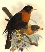 Rufous-collared Thrush