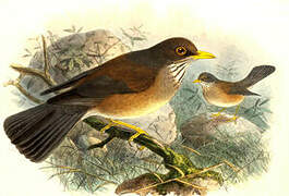 Rufous-backed Thrush