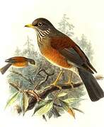 Rufous-backed Thrush