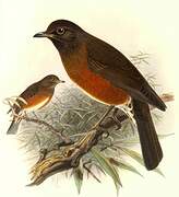 Brown-headed Thrush