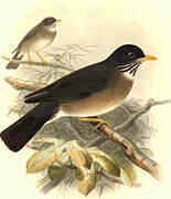 White-throated Thrush