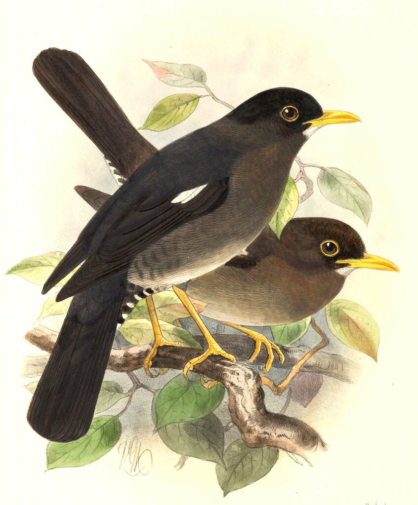 White-chinned Thrush