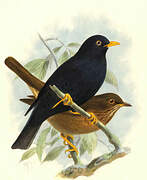 Pale-eyed Thrush