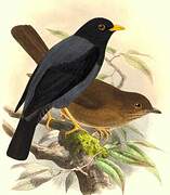 Yellow-legged Thrush