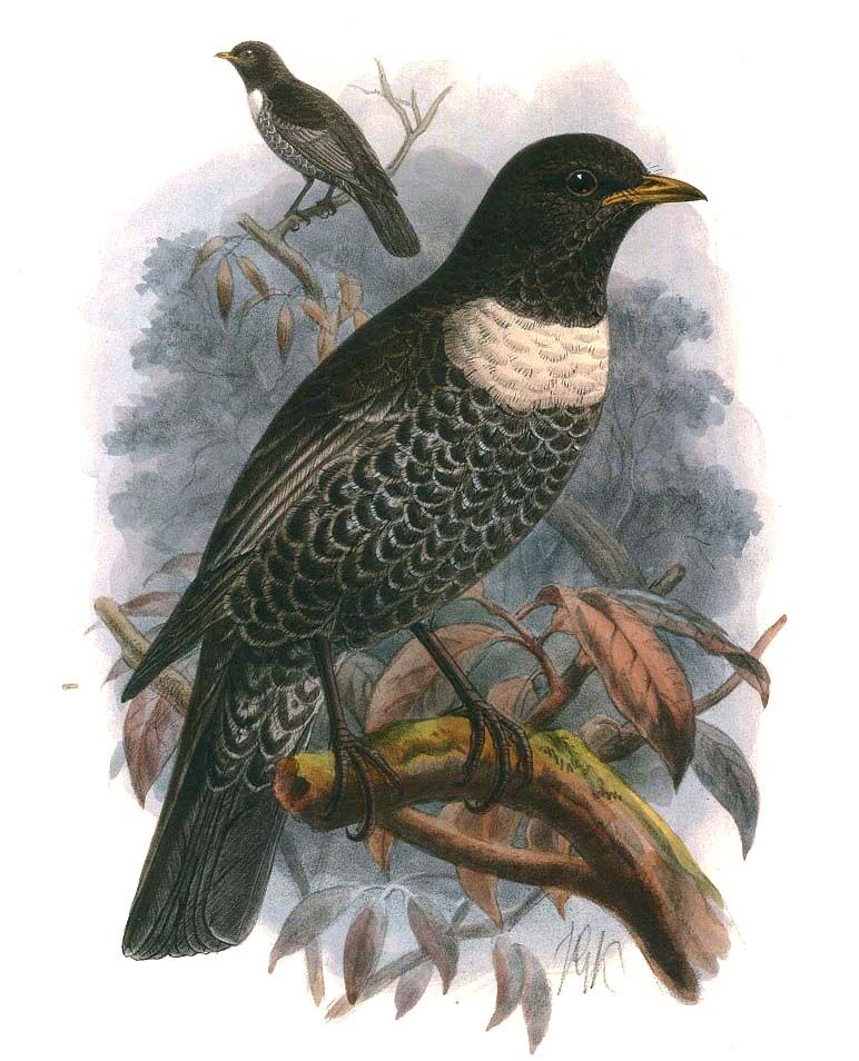 Ring Ouzel (alpestris)