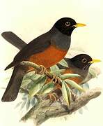 Chestnut-bellied Thrush