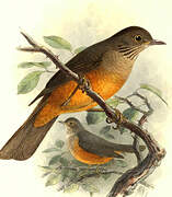 Rufous-bellied Thrush