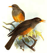 Abyssinian Thrush