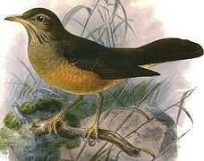 African Thrush