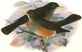 African Thrush