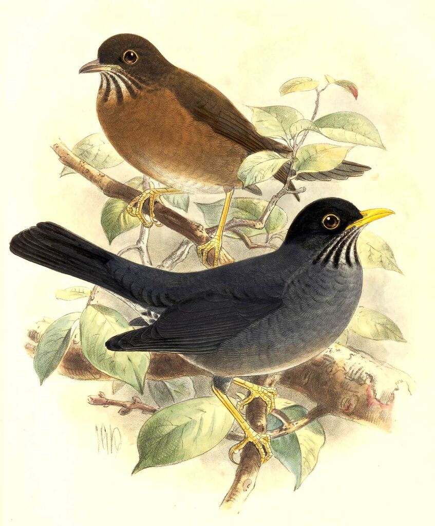 Andean Slaty Thrush