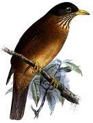 Austral Thrush