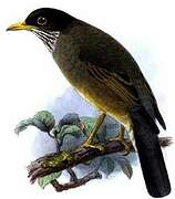 Austral Thrush