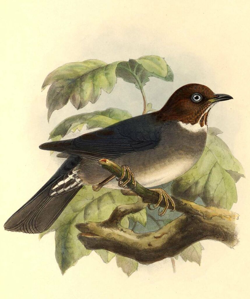 White-eyed Thrush