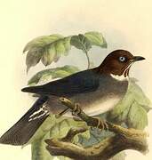 White-eyed Thrush