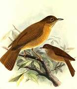 Cocoa Thrush