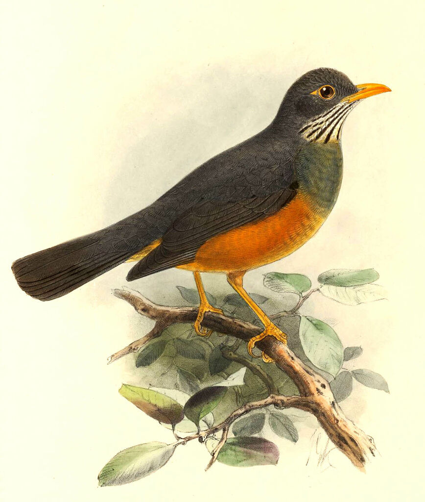 Bare-eyed Thrush