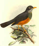 Bare-eyed Thrush