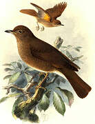 Pale-vented Thrush