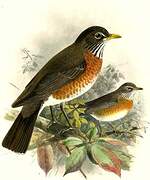 American Robin