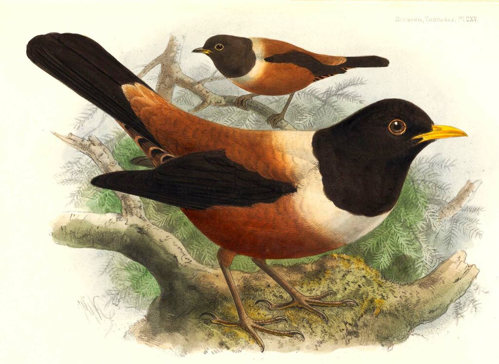 Kessler's Thrush