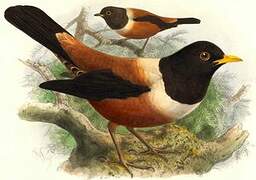 Kessler's Thrush