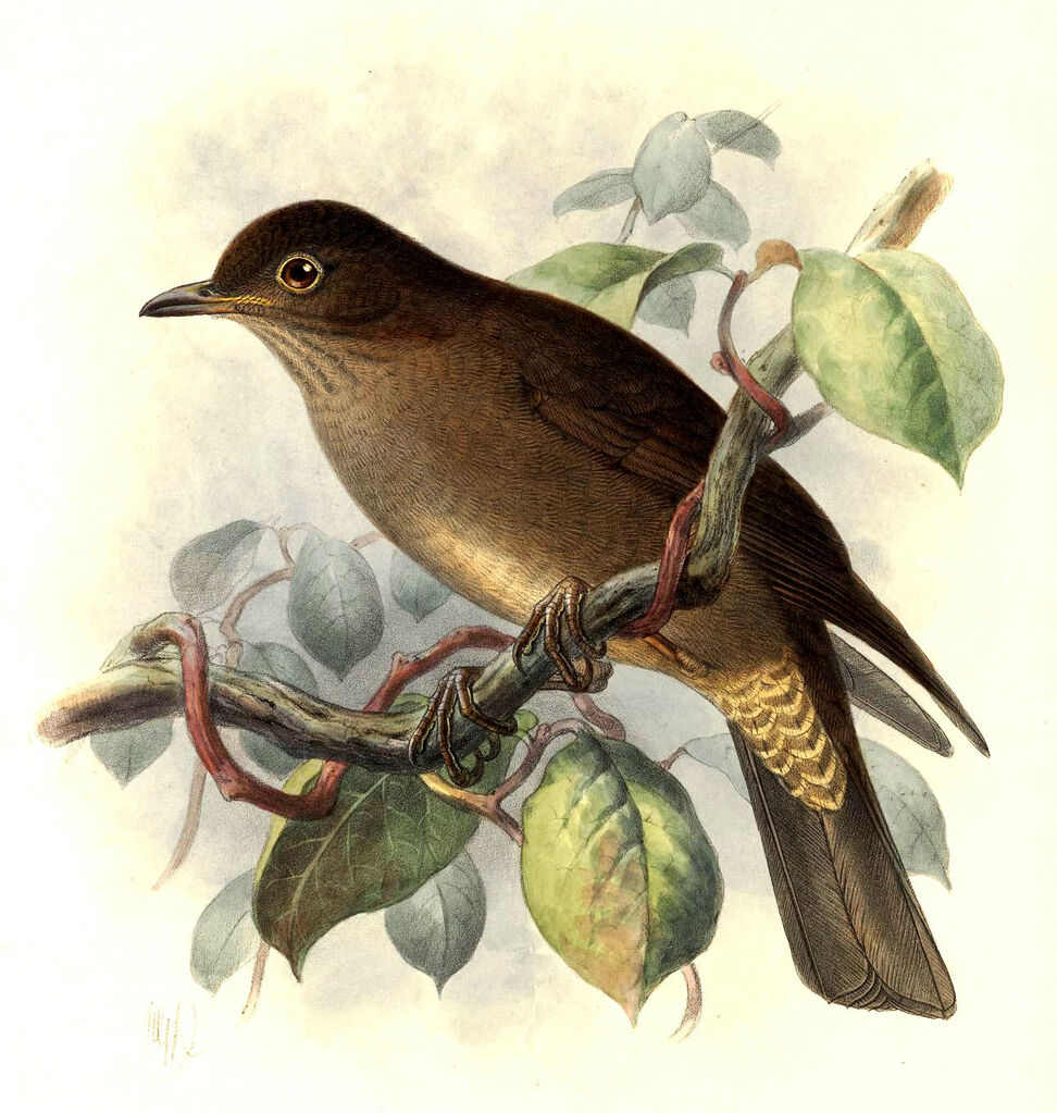 Mountain Thrush