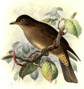 Mountain Thrush