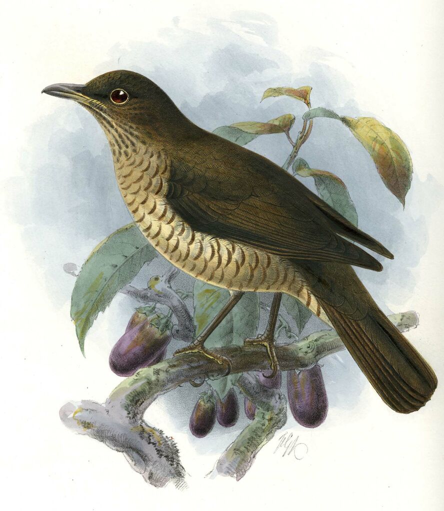 Sao Tome Thrush