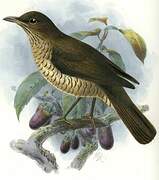 Sao Tome Thrush