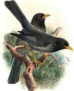 Somali Thrush