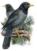 Somali Thrush