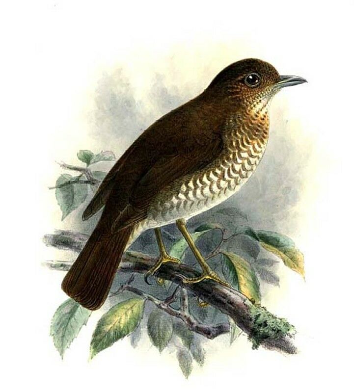 Comoros Thrush