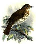 Comoros Thrush