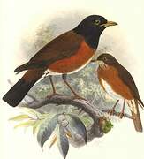 Izu Thrush