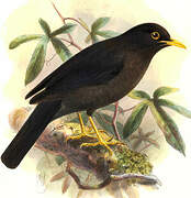 Indian Blackbird