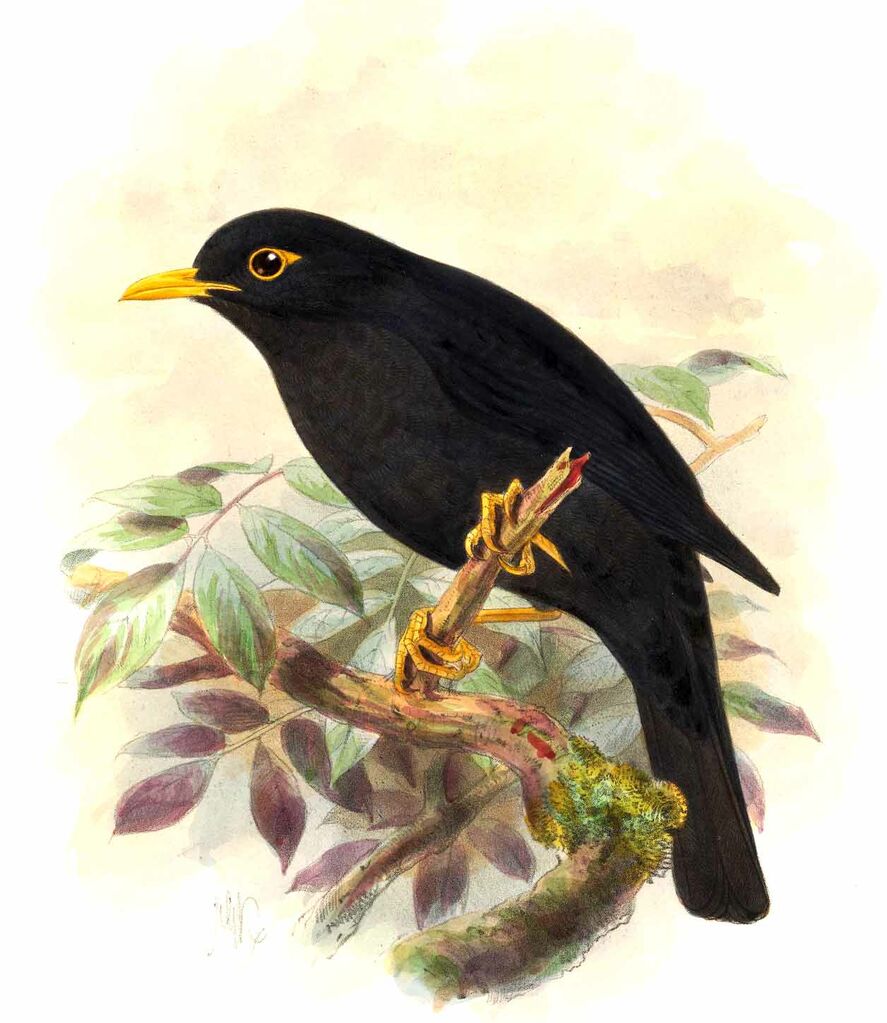 Indian Blackbird