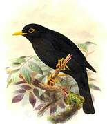 Indian Blackbird