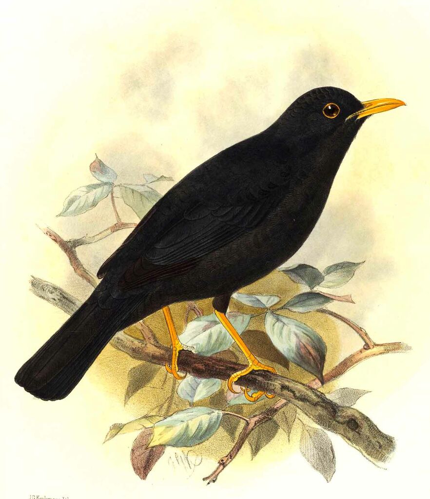 Indian Blackbird