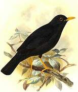 Indian Blackbird