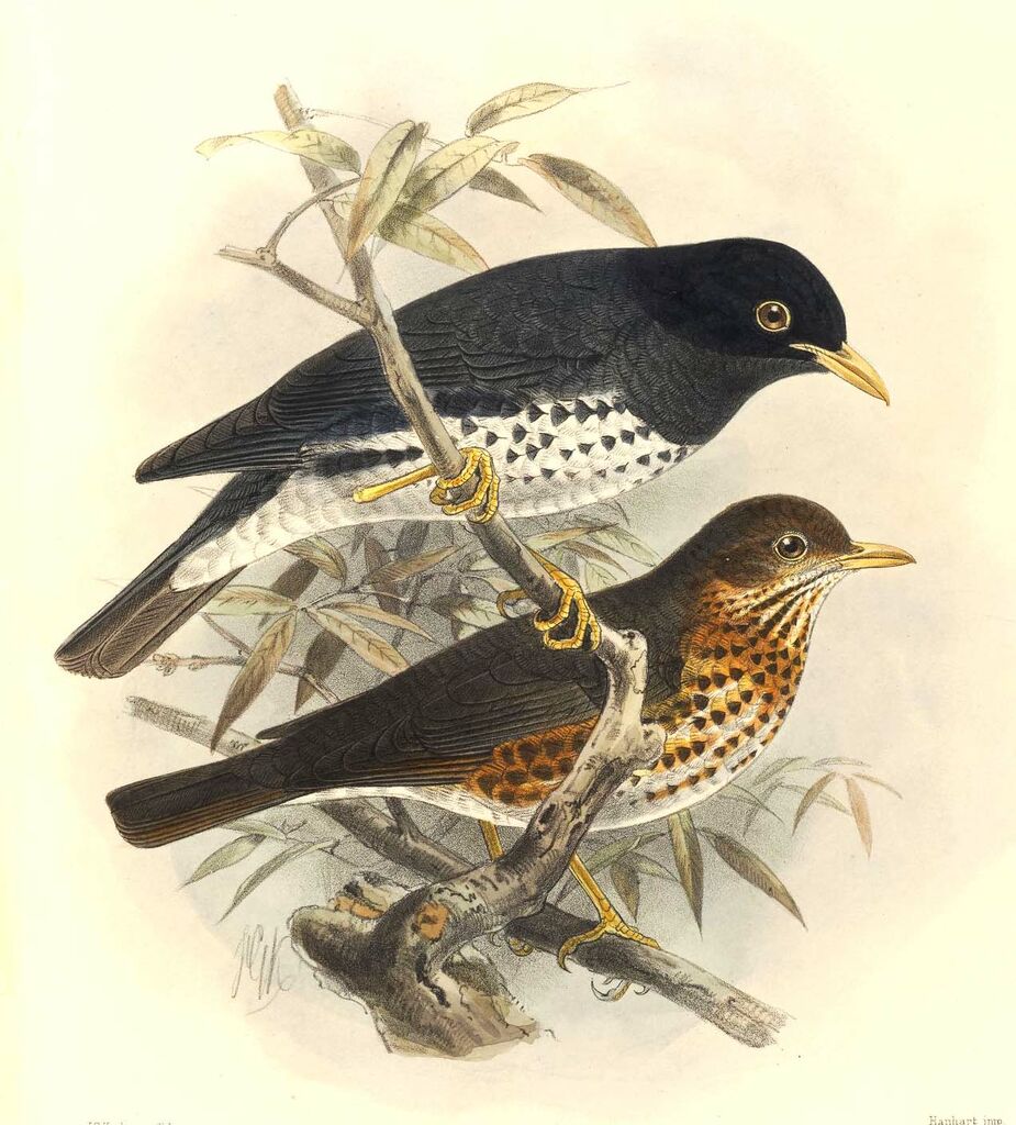 Japanese Thrush