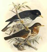 Japanese Thrush