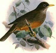 Karoo Thrush