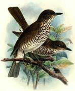 Maranon Thrush