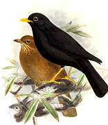 Black Thrush