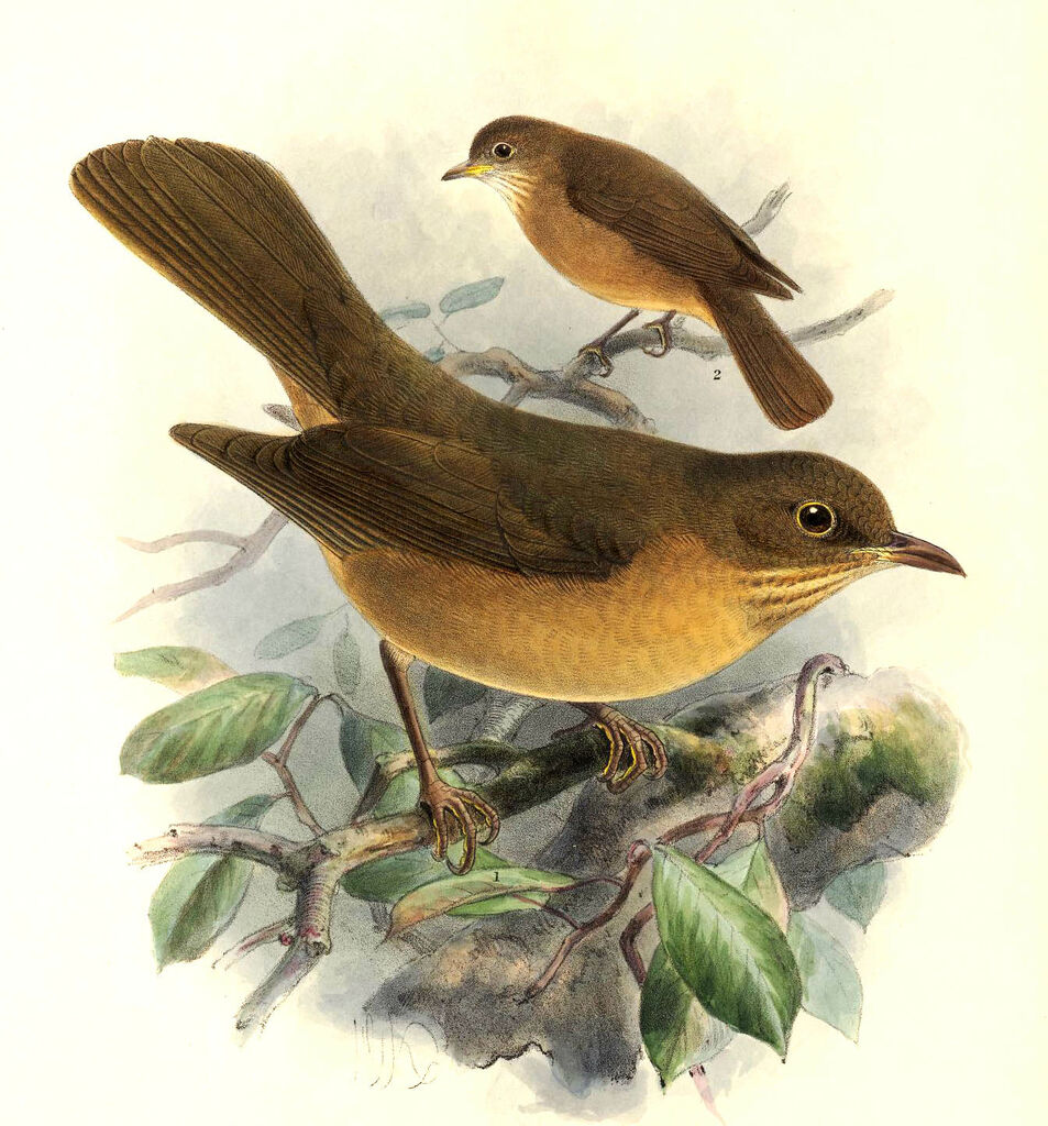 Clay-colored Thrush