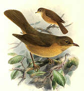 Clay-colored Thrush