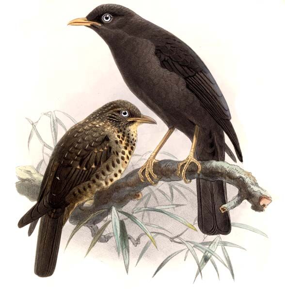 Sooty Thrush